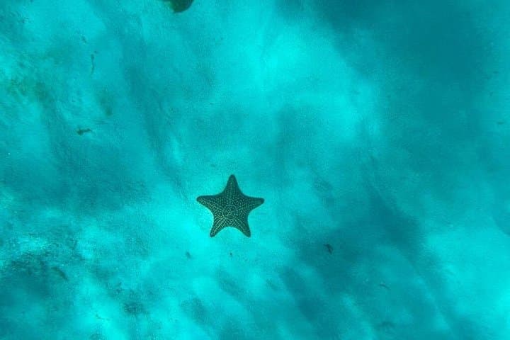 Snorkel Catalina Island from La Romana: Wall, Aquarium & Beach Lunch photo 2
