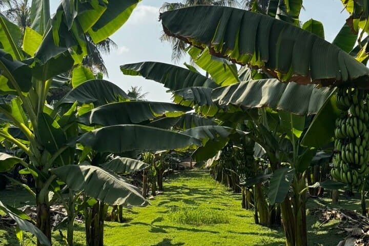 Explore Salalah: Half-Day City Tour with a Local Guide photo 3
