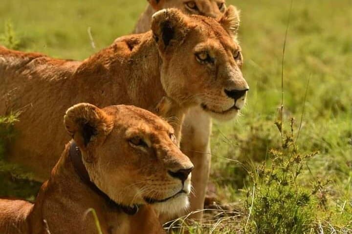 Full-Day Mikumi Safari from Zanzibar: Wildlife, Flights & Spice Farm Add-On photo 2