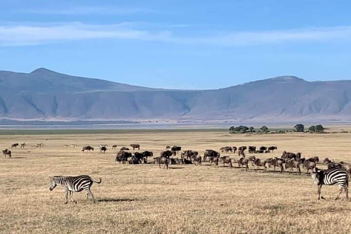 Full-Day Mikumi Safari from Zanzibar: Wildlife, Flights & Spice Farm Add-On photo 3