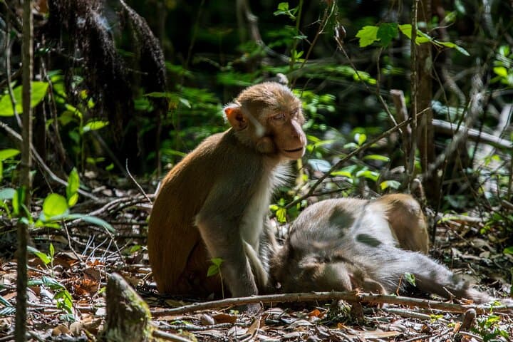 Kuala Lumpur Fireflies & Silver-Leaf Monkeys Tour — Night Boat to Kampung Kuantan