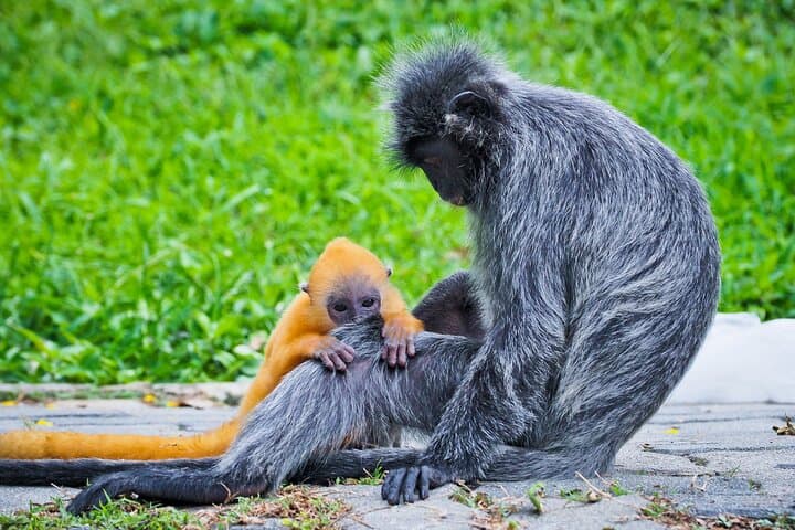 Kuala Lumpur Fireflies & Silver-Leaf Monkeys Tour — Night Boat to Kampung Kuantan photo 3