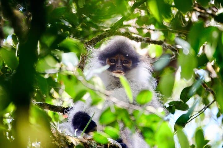 Kuala Lumpur Fireflies & Silver-Leaf Monkeys Tour — Night Boat to Kampung Kuantan photo 5