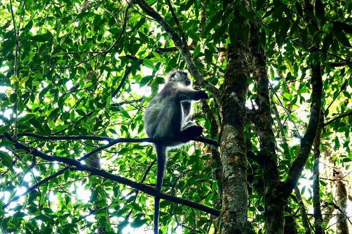 Kuala Lumpur Fireflies & Silver-Leaf Monkeys Tour — Night Boat to Kampung Kuantan photo 6