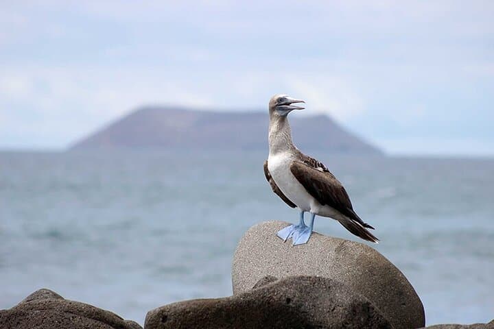 8-Day Galapagos Island Hopping: Santa Cruz, Isabela & Wildlife Snorkeling photo 2
