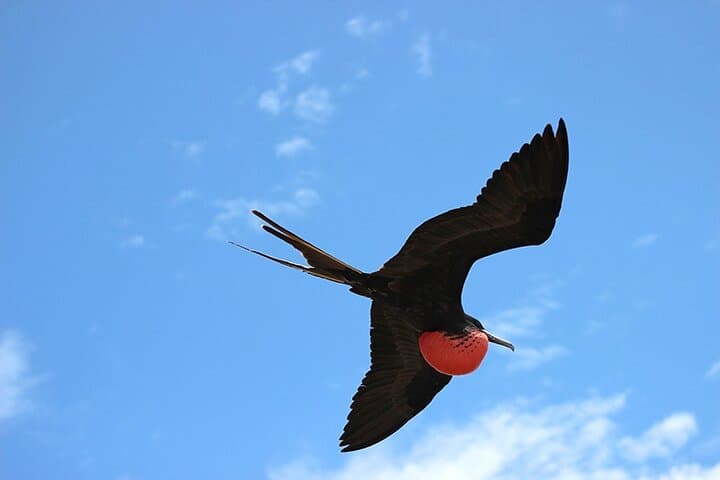 8-Day Galapagos Island Hopping: Santa Cruz, Isabela & Wildlife Snorkeling photo 4