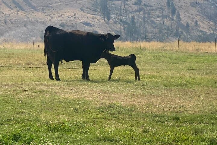 Meet Farm Animals and Lavender at Methow Meadows: Guided Walking Tour photo 4