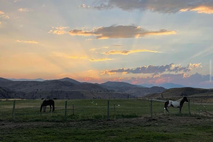 Meet Farm Animals and Lavender at Methow Meadows: Guided Walking Tour