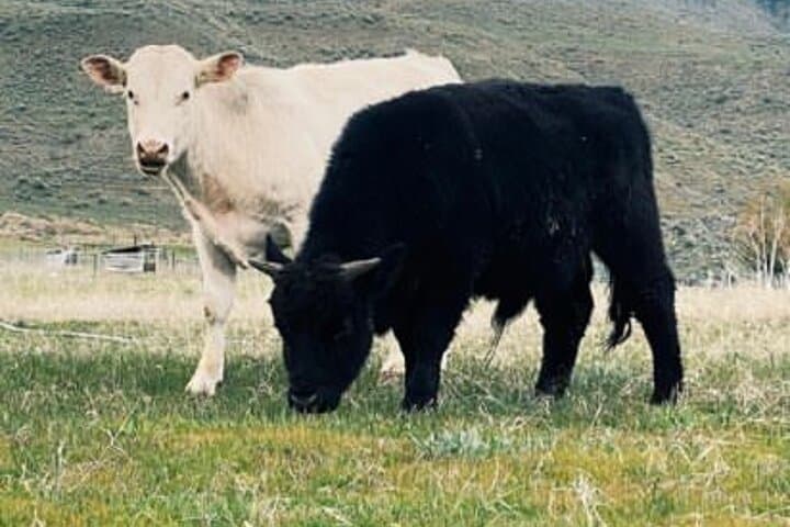 Meet Farm Animals and Lavender at Methow Meadows: Guided Walking Tour photo 3