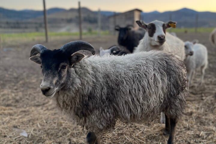 Meet Farm Animals and Lavender at Methow Meadows: Guided Walking Tour photo 5