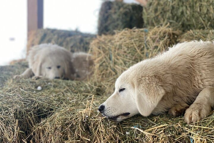 Meet Farm Animals and Lavender at Methow Meadows: Guided Walking Tour photo 6
