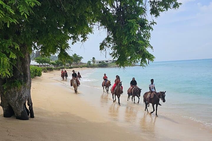 Horses on Hawksbill: 1-Hour Beach Ride at Five Islands, Antigua photo 2