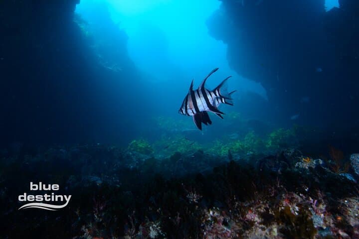 Rottnest Island Boat Dive Day Trip — Limestone Caverns & Soft Coral Walls photo 4