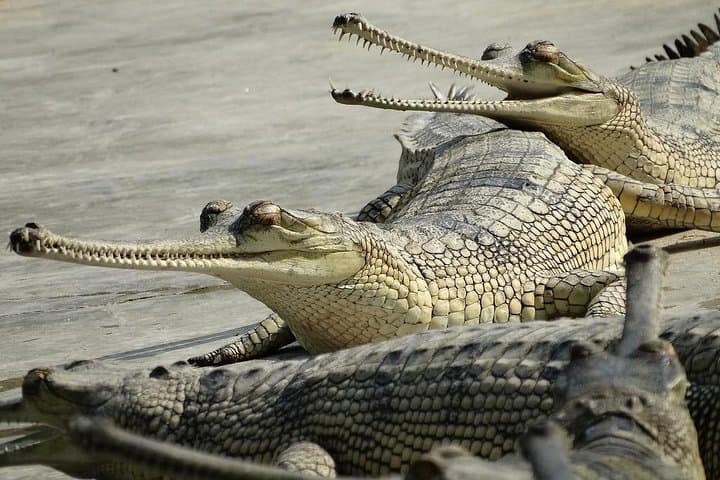 Silent Jeep Safari in Chitwan: Private Full-Day Wildlife Drive from Madi photo 4