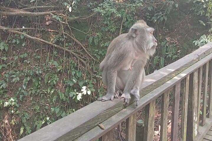 Explore Ubud Monkey Forest: Sacred Sanctuary Entrance Ticket & Guided Visit photo 6