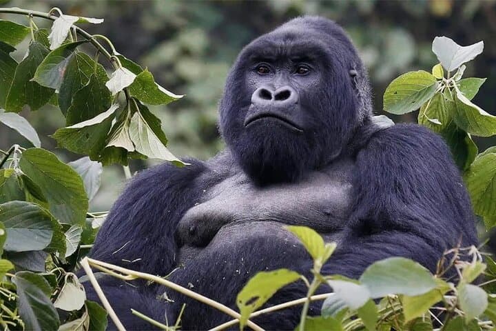9-Day Uganda Wildlife & Primate Safari — Gorillas, Chimps & Murchison Falls