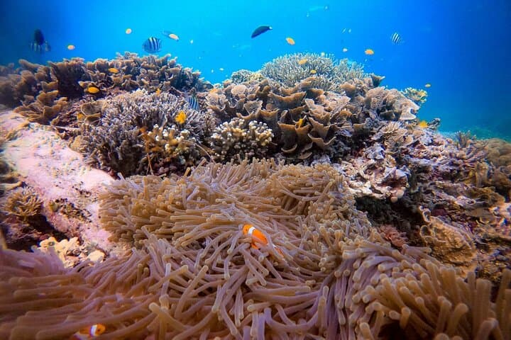 Piaynemo & Raja Ampat Day Tour from Sorong — Snorkel, Viewpoints & Sandbanks photo 4