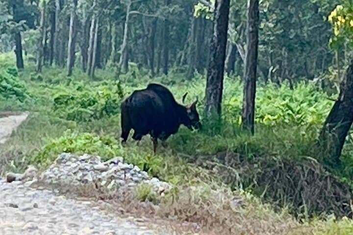Exclusive Untouched Madi Safari — Chitwan National Park Jeep, Jungle Walk & Campfire Night photo 3
