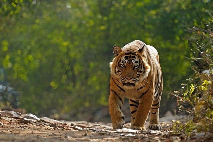5-Day Private Tour: Tigers, Taj Mahal & Palaces from Cochin