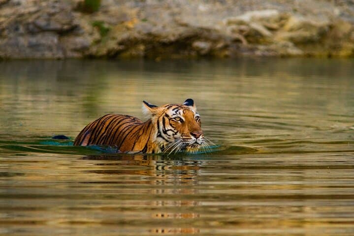 5-Day Private Tour: Tigers, Taj Mahal & Palaces from Cochin photo 3
