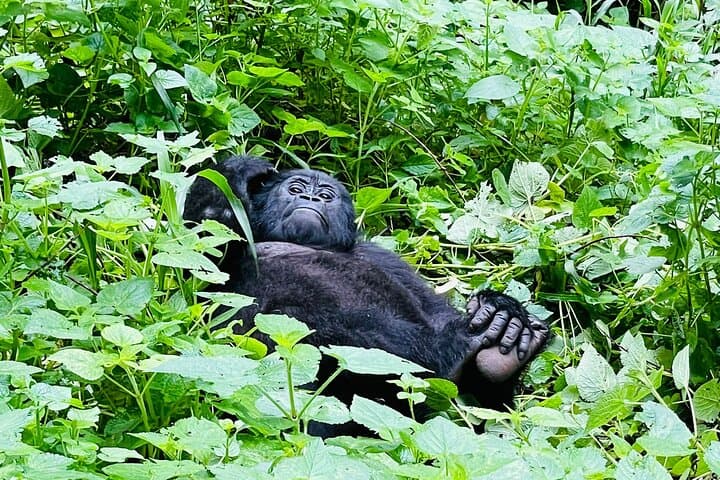 3-Day Gorilla & Chimpanzee Trekking Safari — Kibale to Bwindi, Uganda
