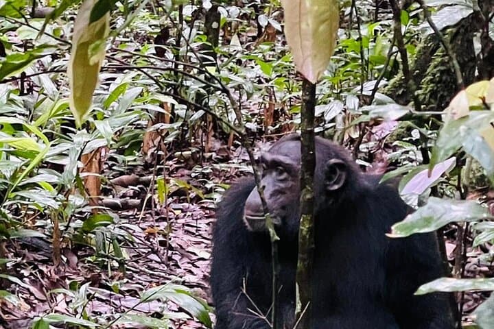 3-Day Gorilla & Chimpanzee Trekking Safari — Kibale to Bwindi, Uganda photo 2