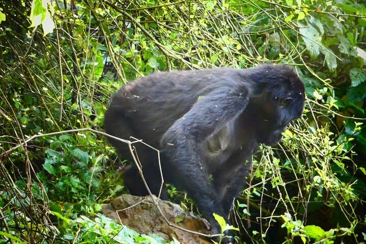 3-Day Gorilla & Chimpanzee Trekking Safari — Kibale to Bwindi, Uganda photo 3