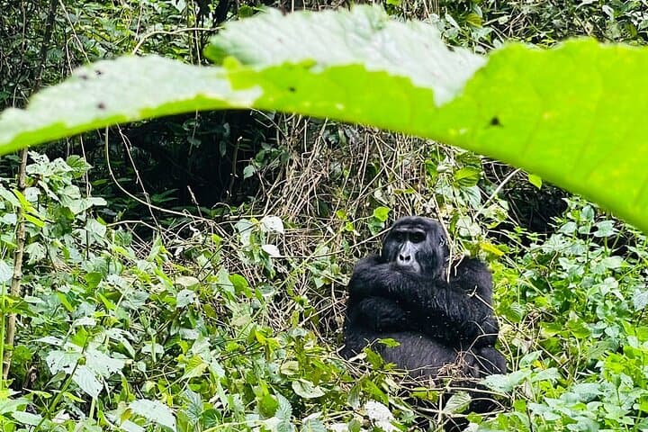 3-Day Gorilla & Chimpanzee Trekking Safari — Kibale to Bwindi, Uganda photo 4