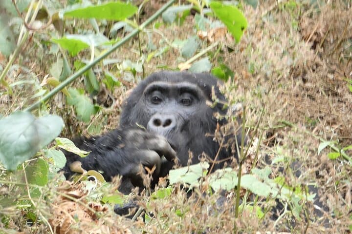 3-Day Gorilla & Chimpanzee Trekking Safari — Kibale to Bwindi, Uganda photo 5