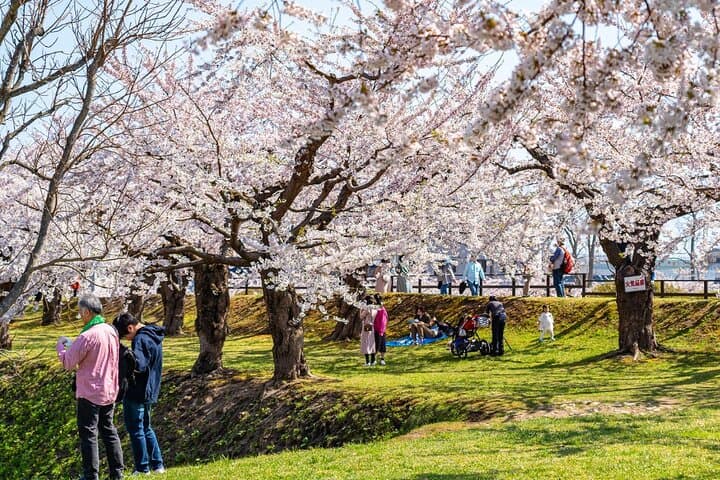 Private 4-Hour Cherry Blossom Hanami Experience in Nagasaki