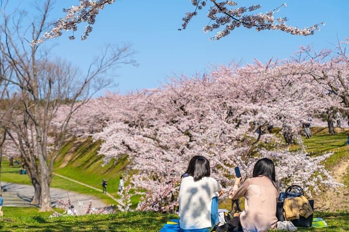 Private 4-Hour Cherry Blossom Hanami Experience in Nagasaki photo 2