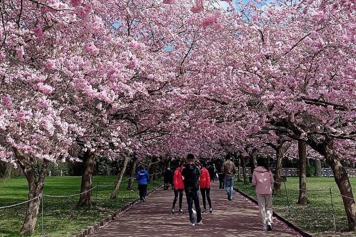 Private 4-Hour Cherry Blossom Hanami Experience in Nagasaki photo 3