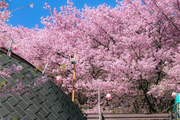 Private 4-Hour Cherry Blossom Hanami Experience in Nagasaki photo 4