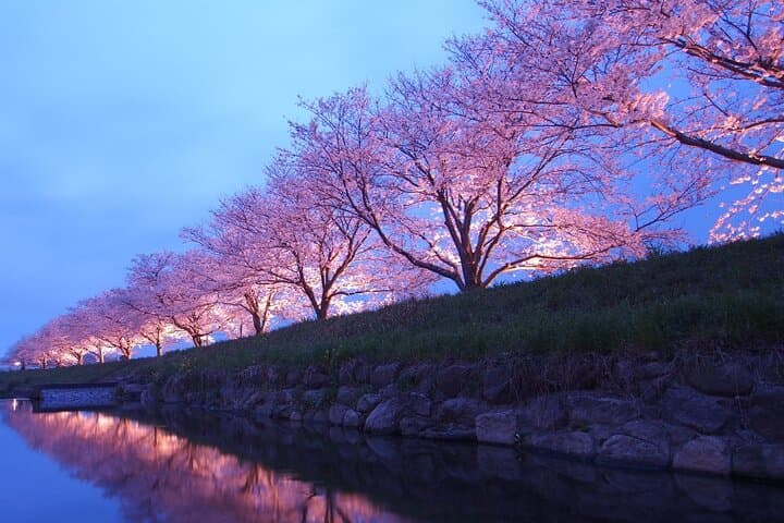 Private 4-Hour Cherry Blossom Hanami Experience in Nagasaki photo 5