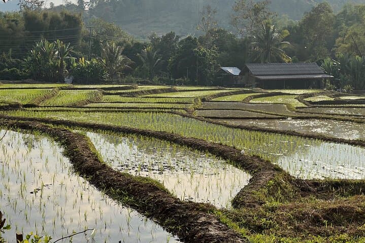 Private Rice Farming & Kuang Si Waterfall Tour from Luang Prabang