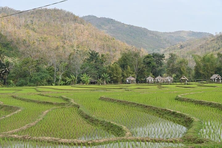 Private Rice Farming & Kuang Si Waterfall Tour from Luang Prabang photo 5