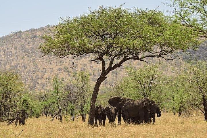 Amboseli Full-Day Safari: Elephants, Kilimanjaro Views & Classic Game Drive photo 4