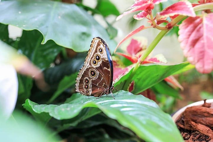 Dubai Miracle Garden & Butterfly Garden Combo Ticket — Seasonal Floral Oasis Guide photo 4