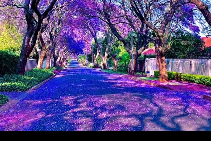 Half-Day Pretoria Tour: Jacaranda City Monuments & Paul Kruger House photo 5