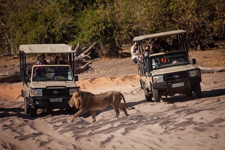 Chobe Day Trip from Victoria Falls: Boat Cruise & Game Drive in Chobe National Park photo 1