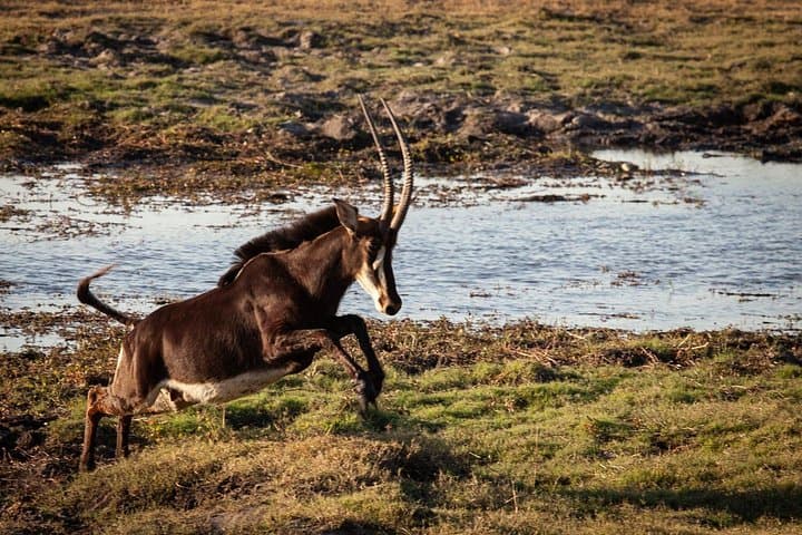 Chobe Day Trip from Victoria Falls: Boat Cruise & Game Drive in Chobe National Park photo 3
