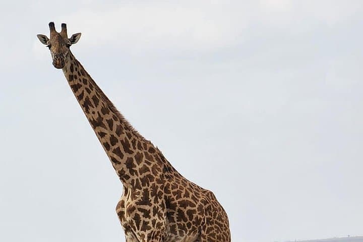 12-Day Private Safari: Golden Memories in Kenya & Tanzania photo 2