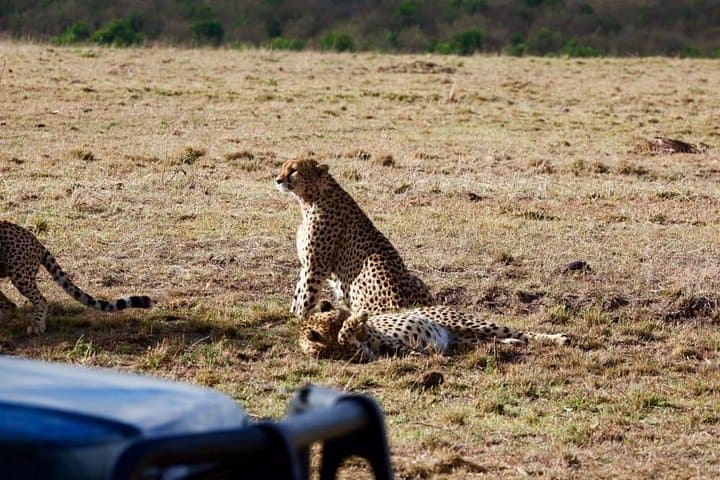 12-Day Private Safari: Golden Memories in Kenya & Tanzania photo 3