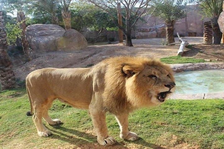 Al Ain Garden City Day Trip from Dubai — Oasis, Forts & Jebel Hafeet Views photo 3
