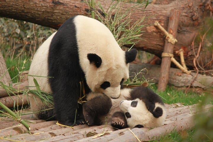 Chengdu Panda Research Base: Tickets & Private Tour Guide photo 3