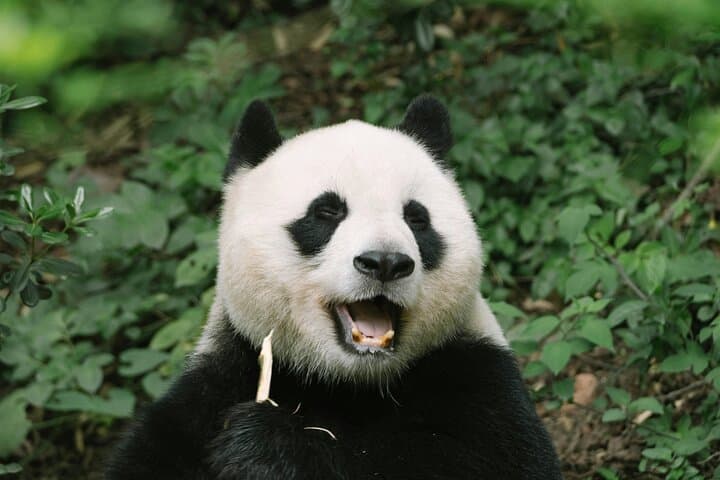 Chengdu Panda Research Base: Tickets & Private Tour Guide photo 6