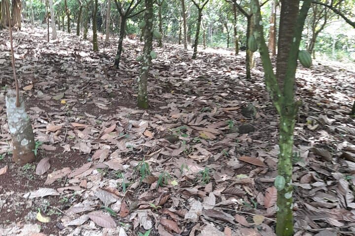 Taste of Ghana: Full-Day Cocoa Farm Tour from Accra photo 3