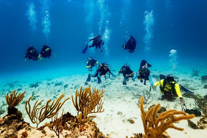 Afternoon Reefs: Certified Diving Experience on Cozumel’s Barrier photo 2