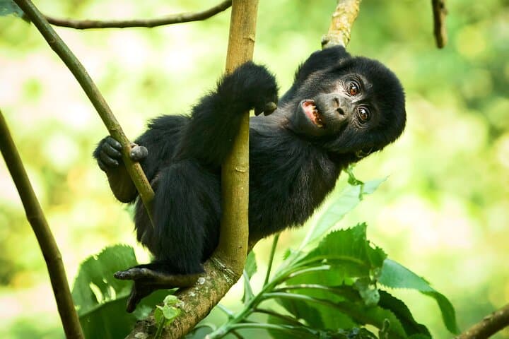 8-Day Uganda Primates & Wildlife Safari — Gorilla and Chimp Trekking Adventure photo 6