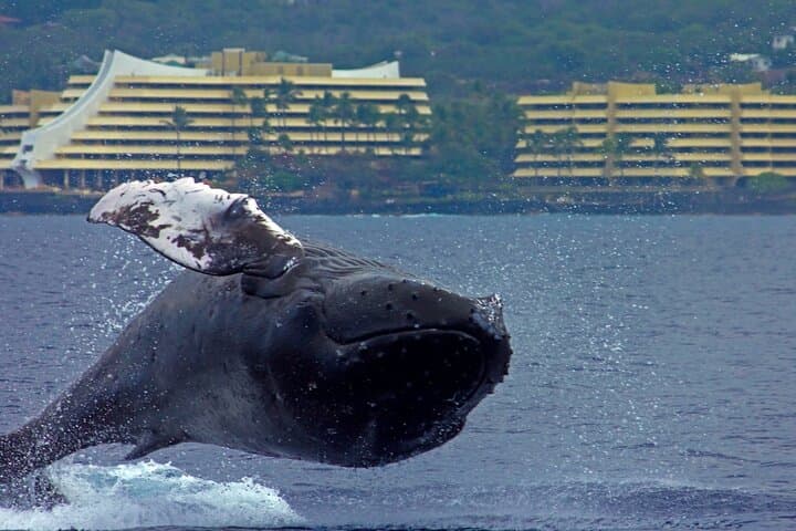 Kona Small-Group Humpback Whale Watching from Honokohau Harbor photo 4